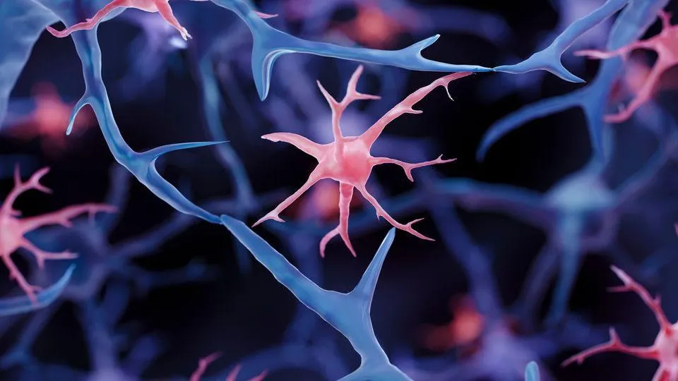 Microglial Cells: Microglia Function, Origin and Related Conditions | Technology Networks