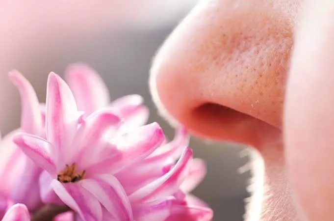 The Quantum Nose: The Controversial Quantum Theory of Smell