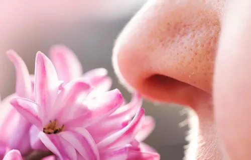 The Quantum Nose: The Controversial Quantum Theory of Smell