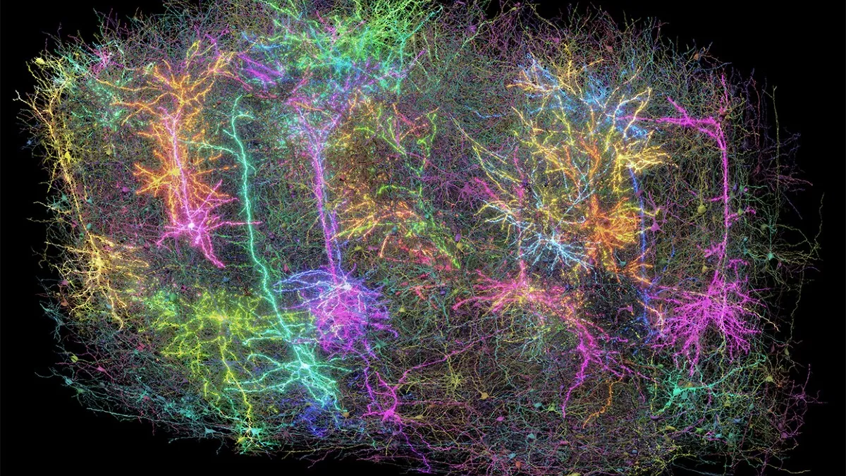 The "Google Maps" of the Brain